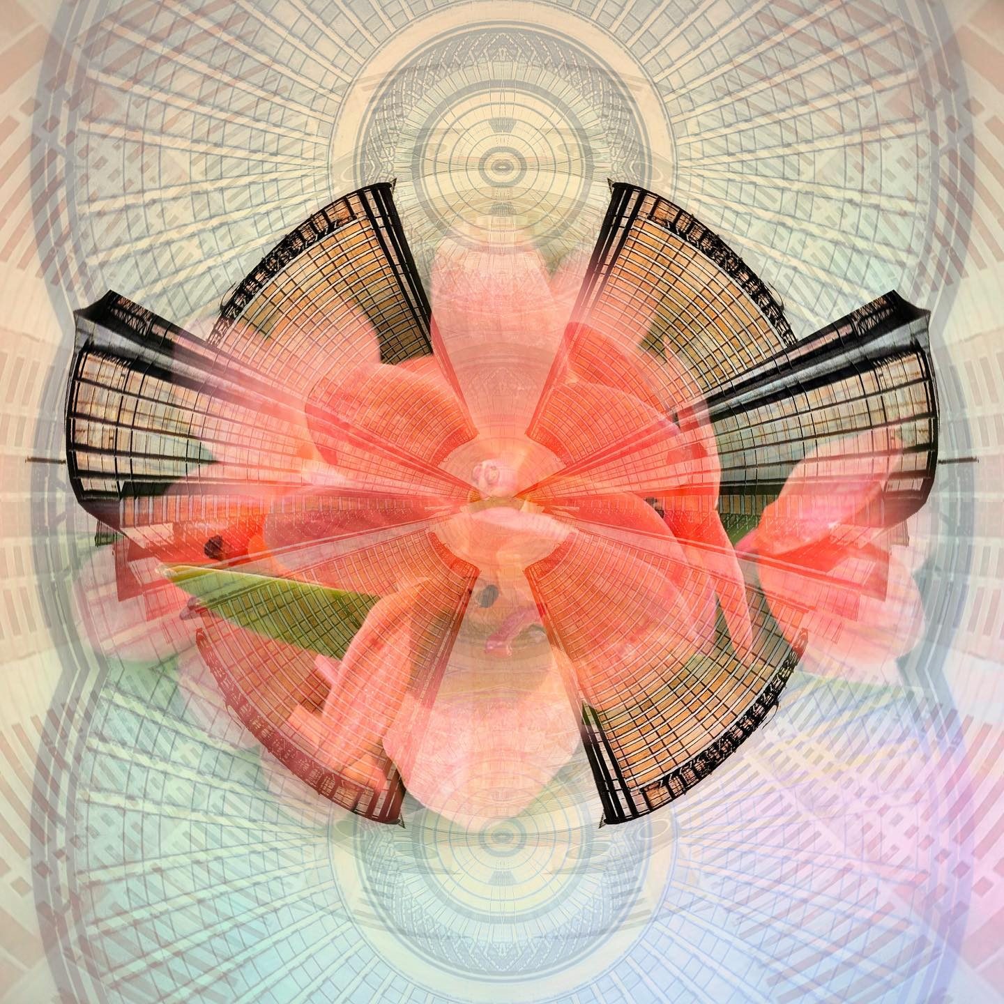 Pink flower with mirrored cityscape