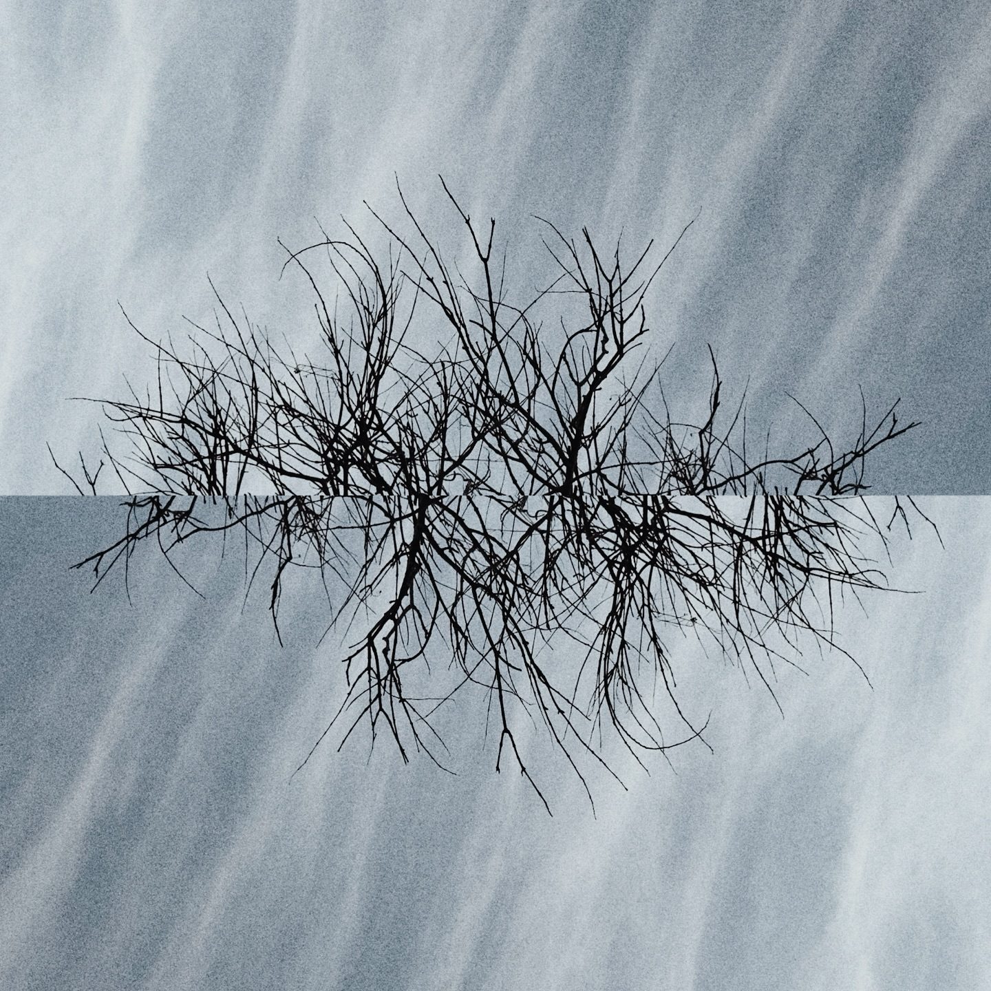 Bare tree branches reflected in water